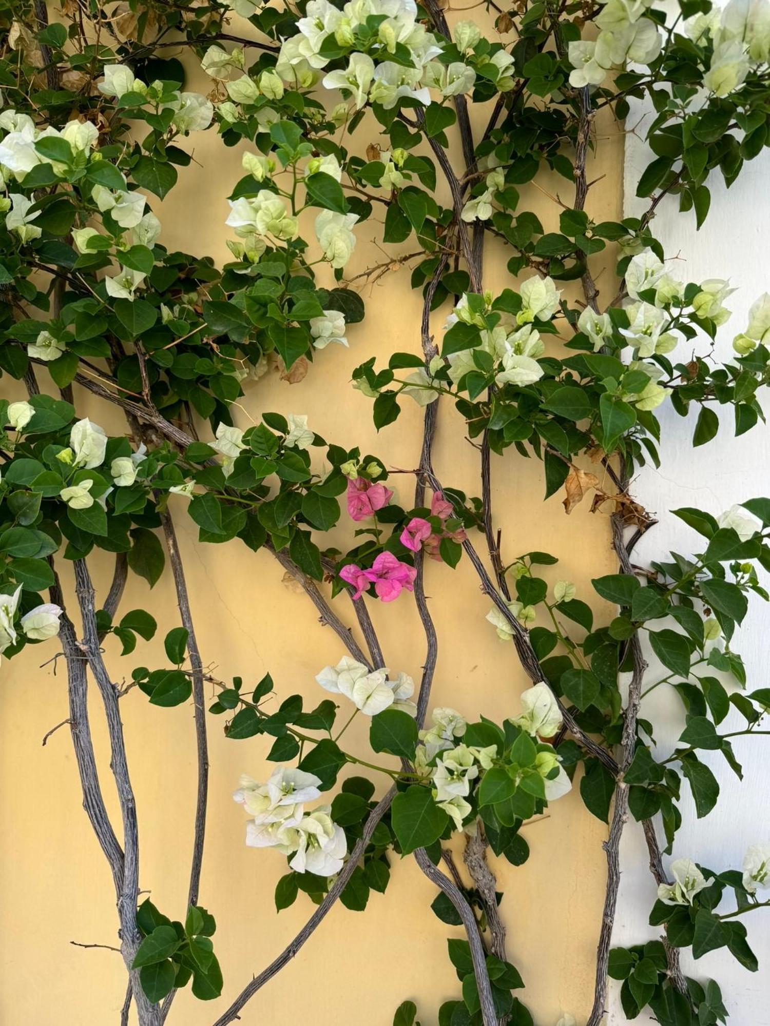 Bed and Breakfast Casa Calamondino Bari Esterno foto